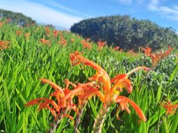 Chasmanthe aethiopica